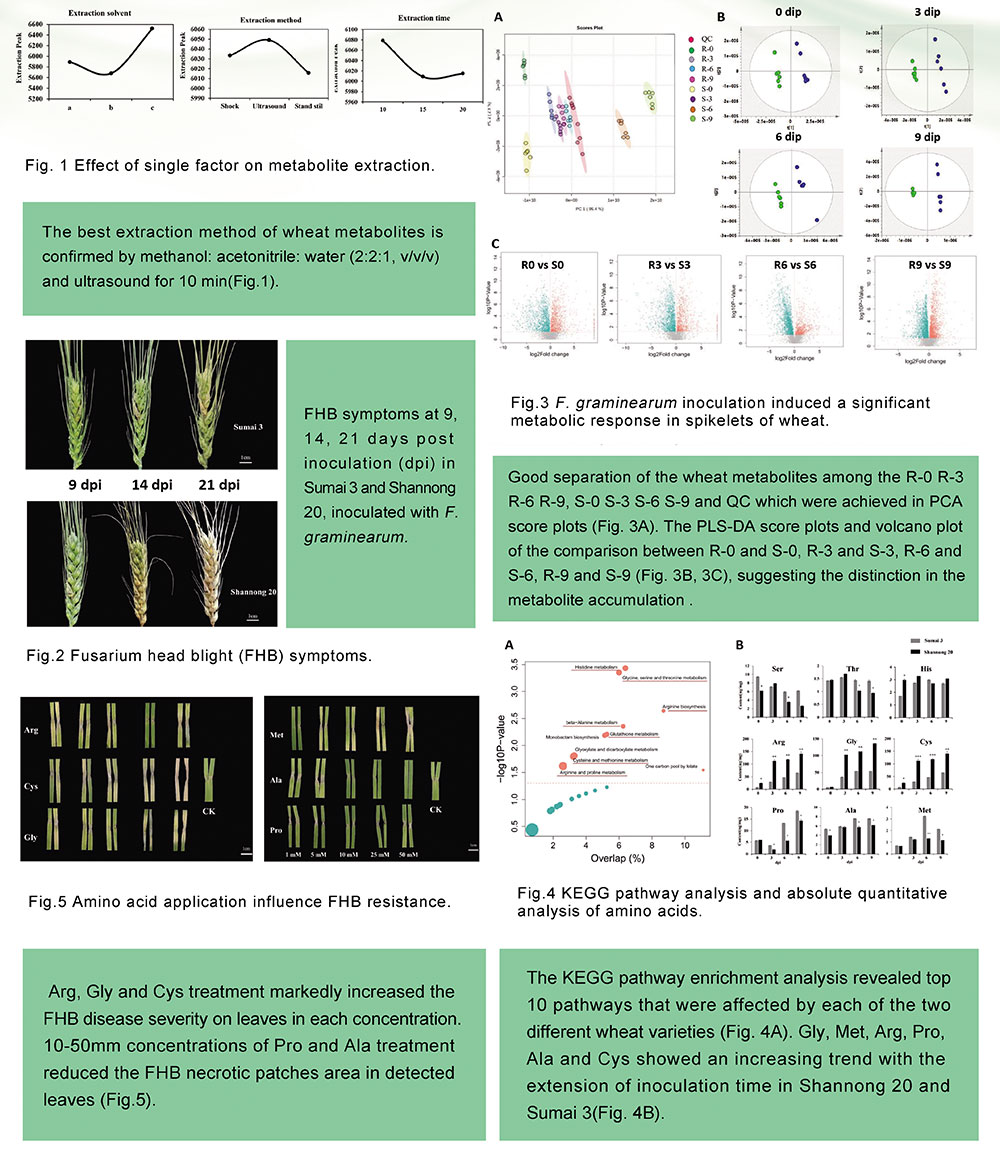 Untargeted and Targeted Metabolomics Profiling of Wheat Reveals Amino Acids Increase Resistance to Fusarium head blight